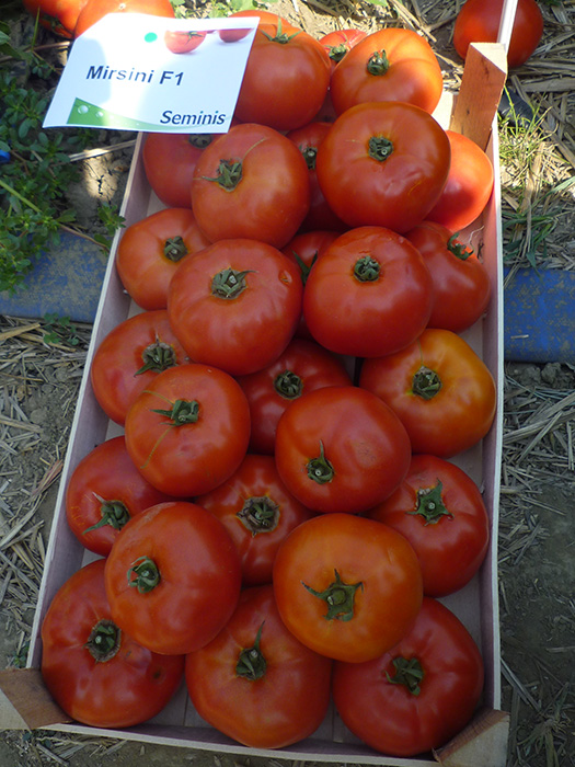 Mirsini - Agroarm