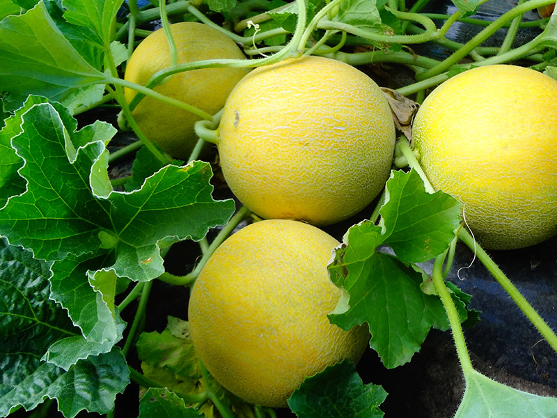 Supra - Agroarm